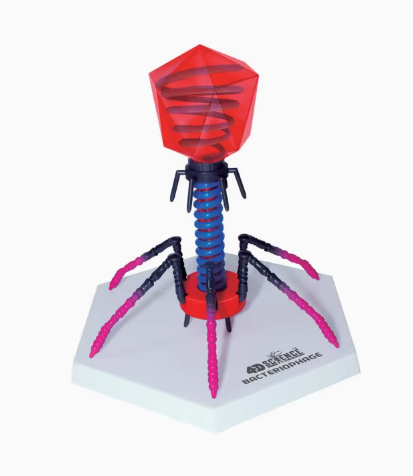 4D MASTER噬菌体新冠病毒模型医学解剖STEM生物益智拼装教学玩具
